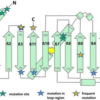 sfgafp|In vivo selection of sfGFP variants with improved and .